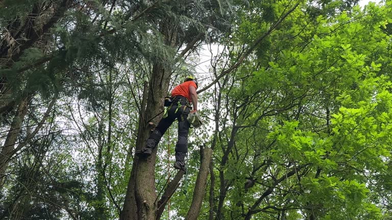 Trusted North Lima, OH Tree Removal Experts