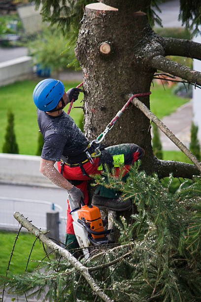 Best Tree Mulching  in North Lima, OH