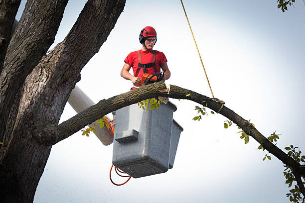 Best Tree Removal  in North Lima, OH